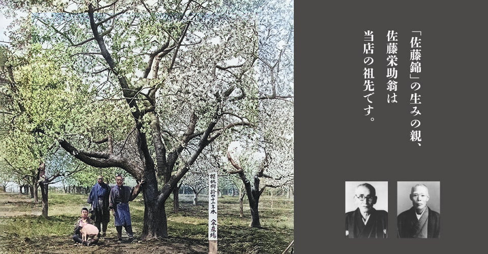 佐藤錦誕生秘話