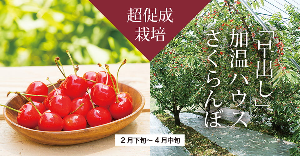 22 03 10 早出し 加温ハウス栽培さくらんぼのご予約を開始しました